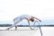 SISSEL Pilates & Yoga Matte, 180 x 60 x 0,6 cm, dunkelrot